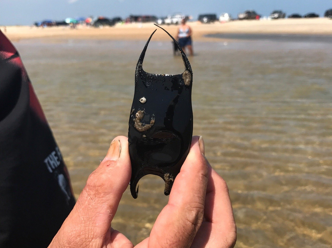 Cape Point Beach-Hatteras Island必去景点