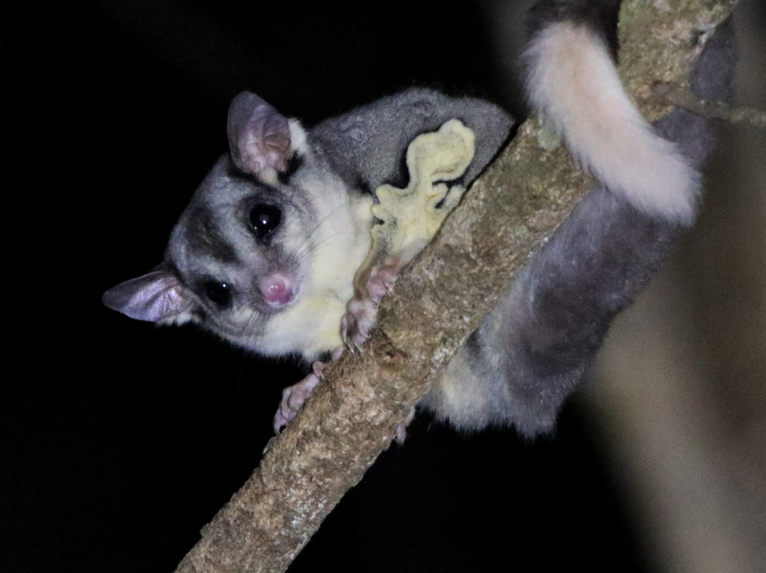 Eyes on Wildlife- 阿瑟顿必去景点
