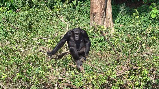 Ngamba Island Chimpanzee Sanctuary景点图片