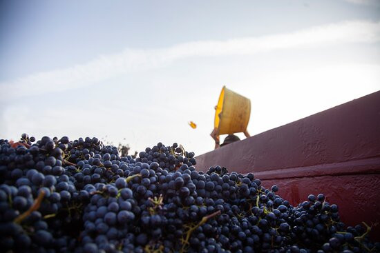 Domaine Comte Peraldi景点图片