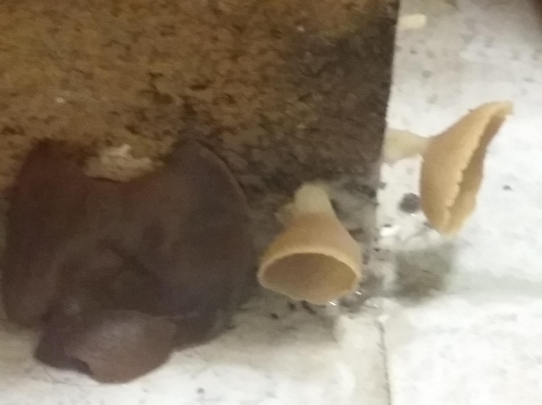 Penns Woods Inn Manheim