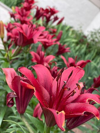 Pokolodi Lodge主图