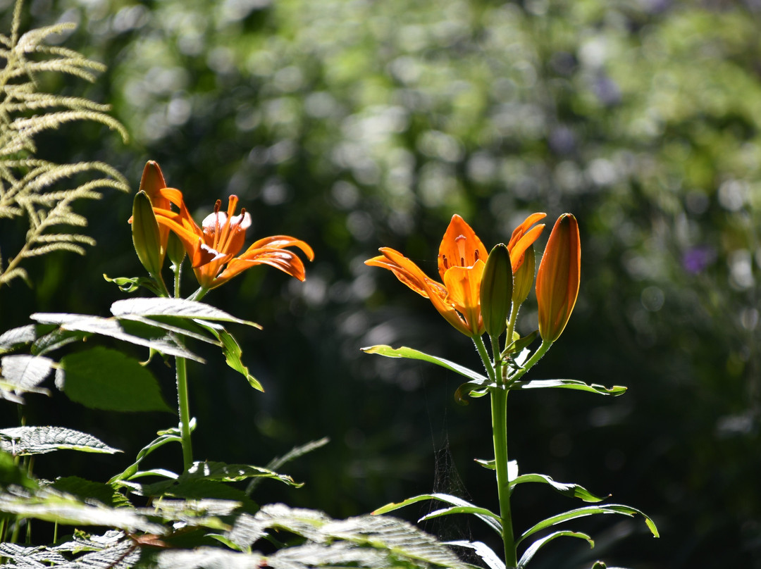 Giardino Botanico Montano di Pratorondanino