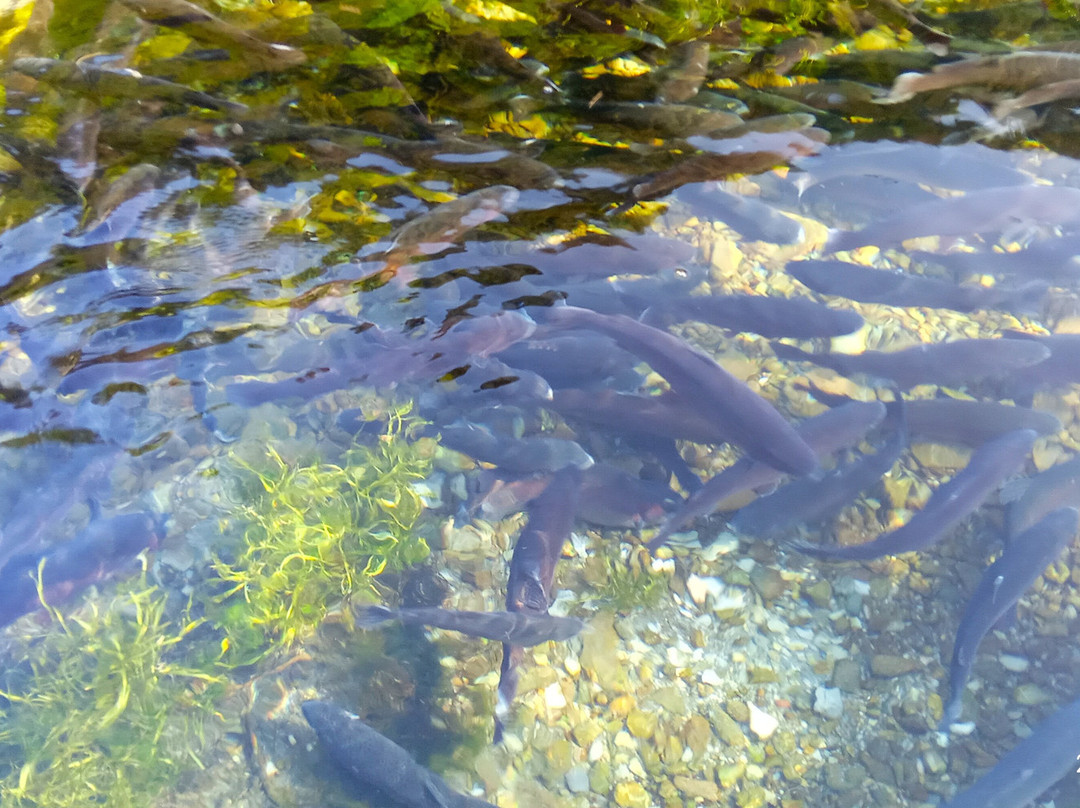 Pisciculture des Meuniers