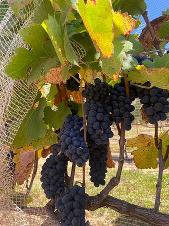 Fazenda Ercoara-Cristalina必去景点