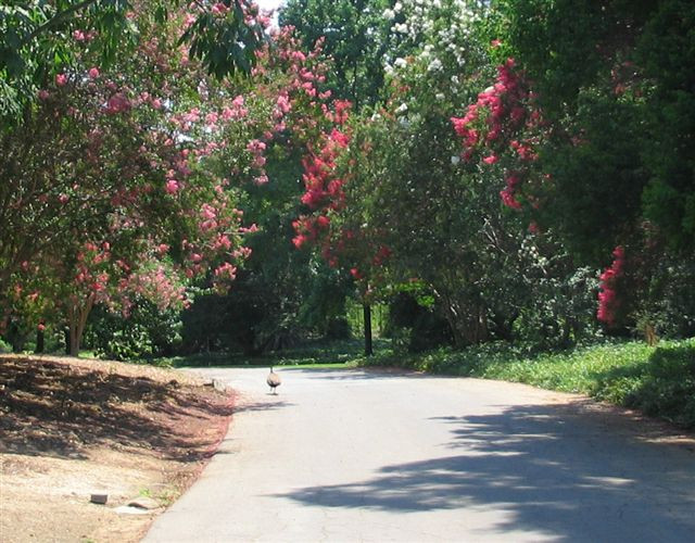 洛杉矶县立植物园-阿卡迪亚必去景点