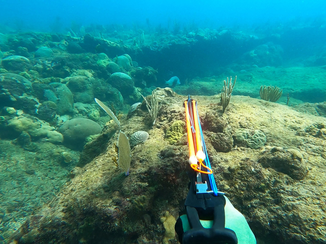 Spearfishing Rincon Puerto Rico