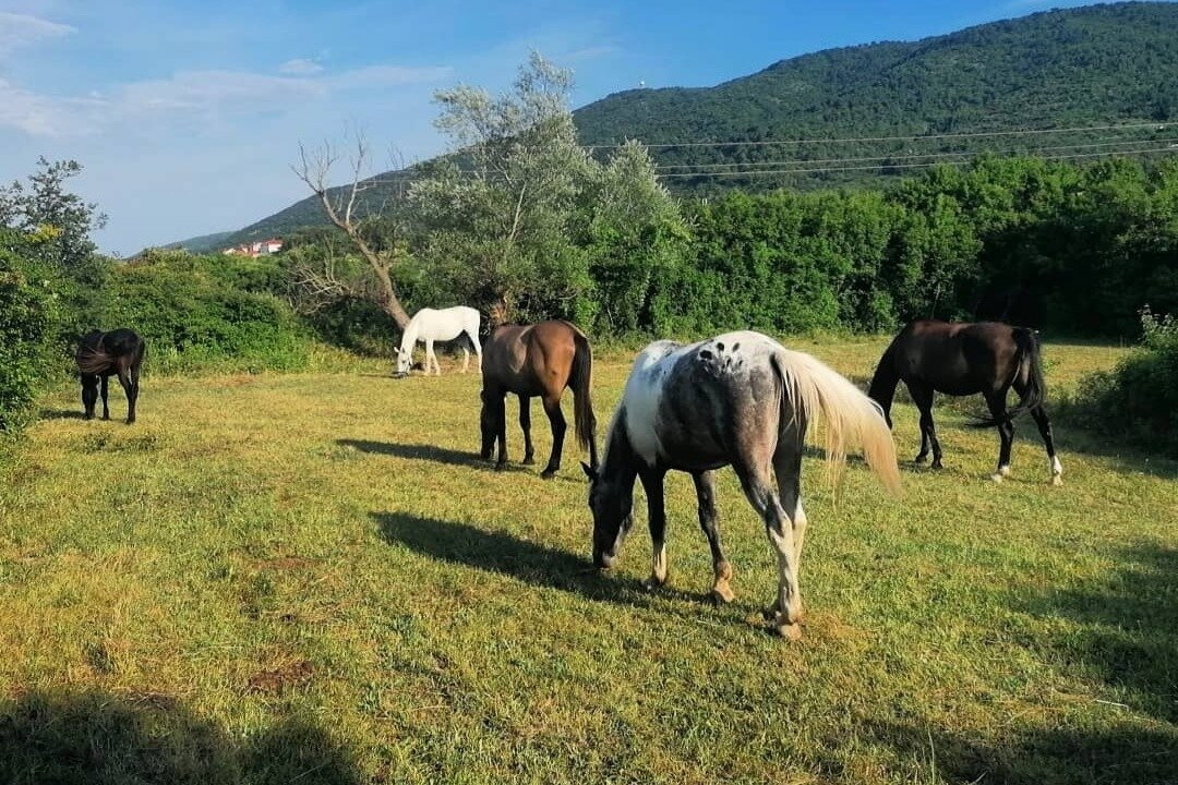 Ranch Dubrovnik景点图片