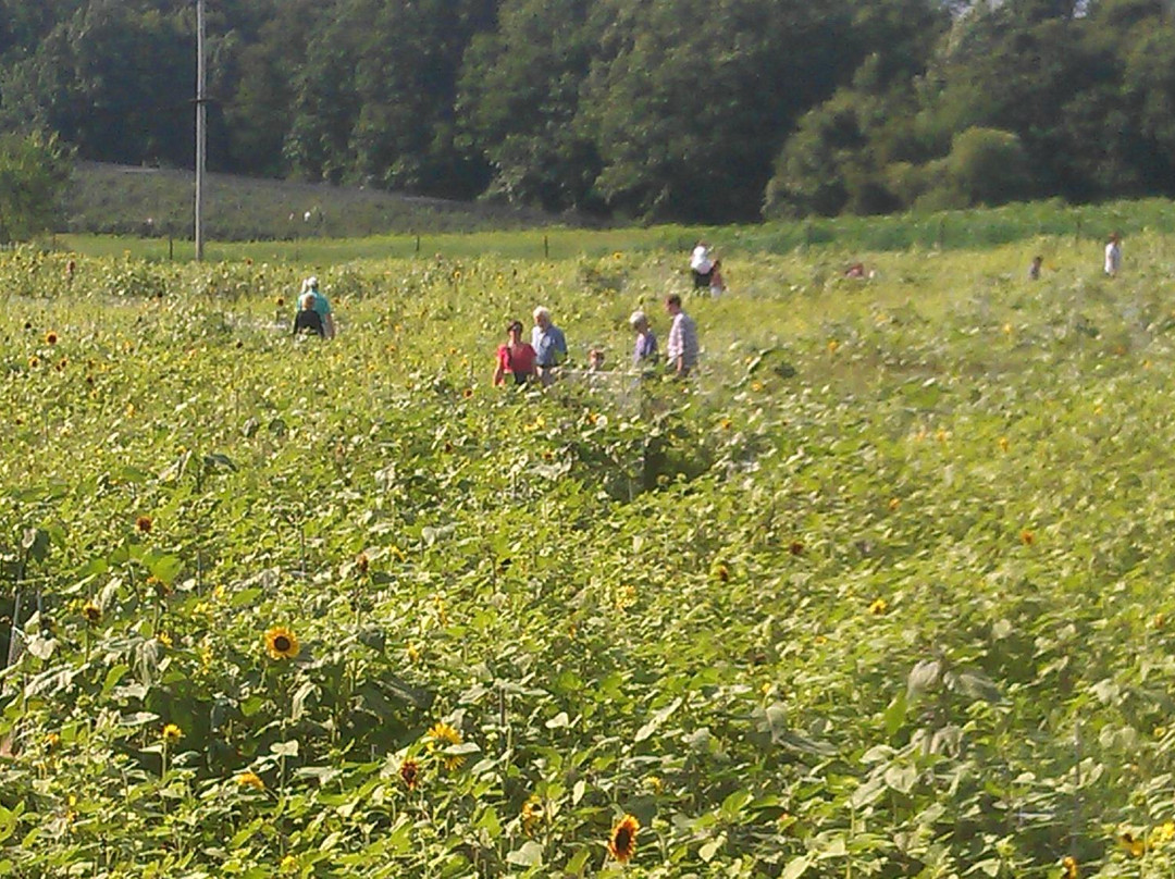 Lyman Orchards-Middlefield必去景点