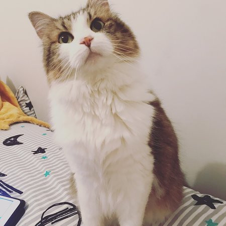 Belvoir Village Motel & Apartments主图