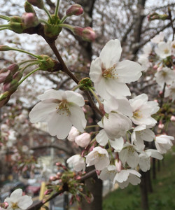 Hakseong Park景点门票图片