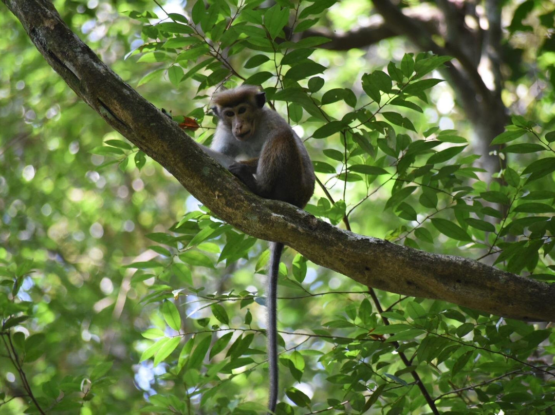 Sinharaja Tour Guide-Deniyaya必去景点