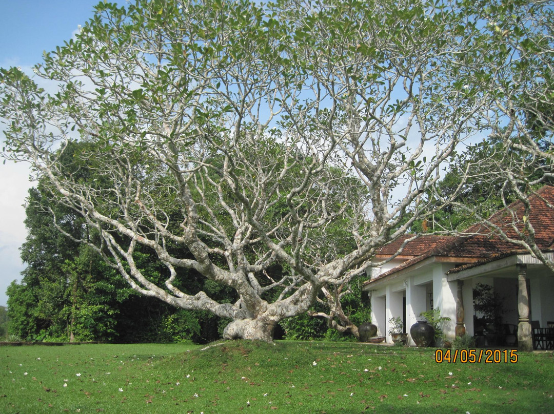 Lunuganga Garden Tour景点图片