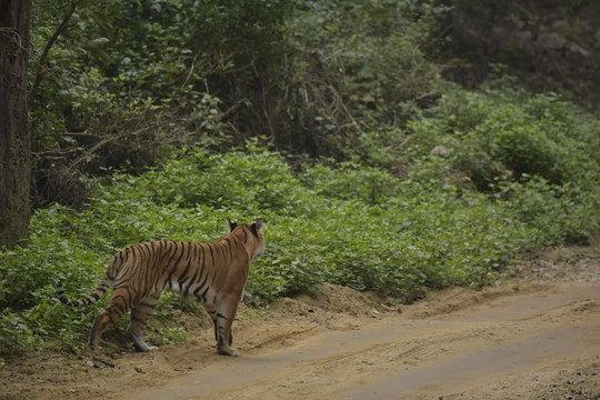 Jim Corbett Tiger Reserve