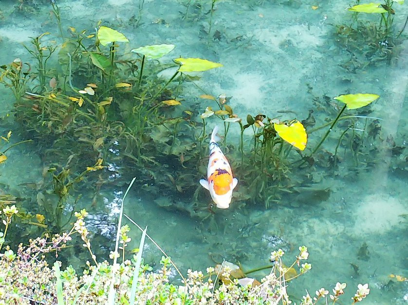Monet’s Pond景点图片