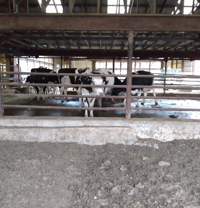 Perrydell Farm Dairy景点图片
