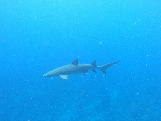 Moorea Fun Dive-Hauru必去景点