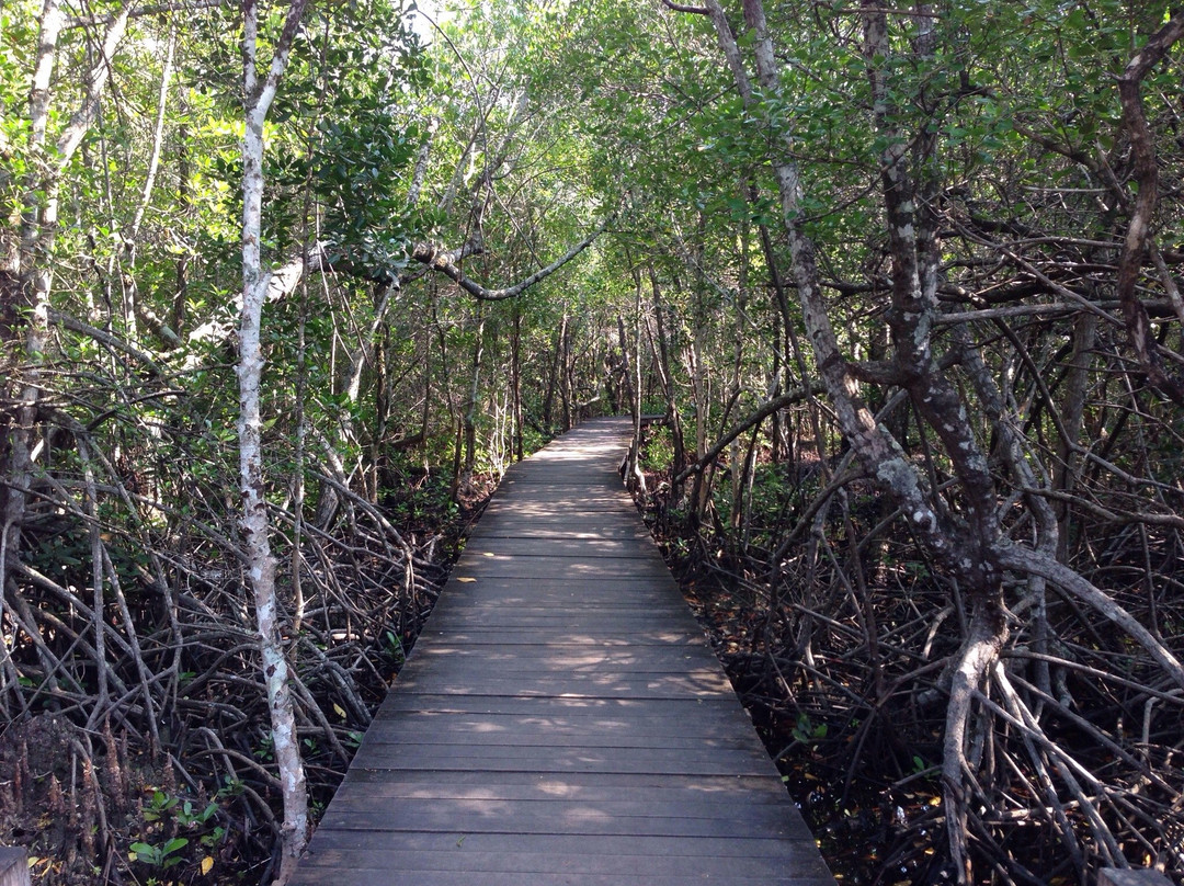 Karimunjawa Mangrove Forest景点图片