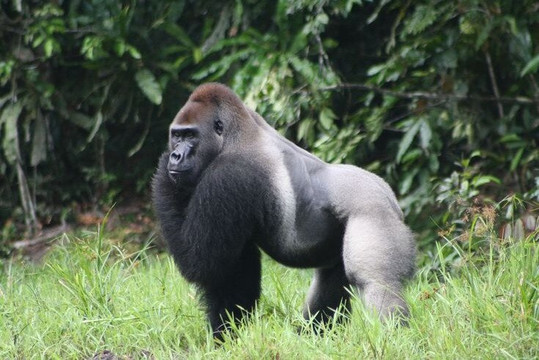 Silverback Expeditions Cameroon-Ngoila必去景点