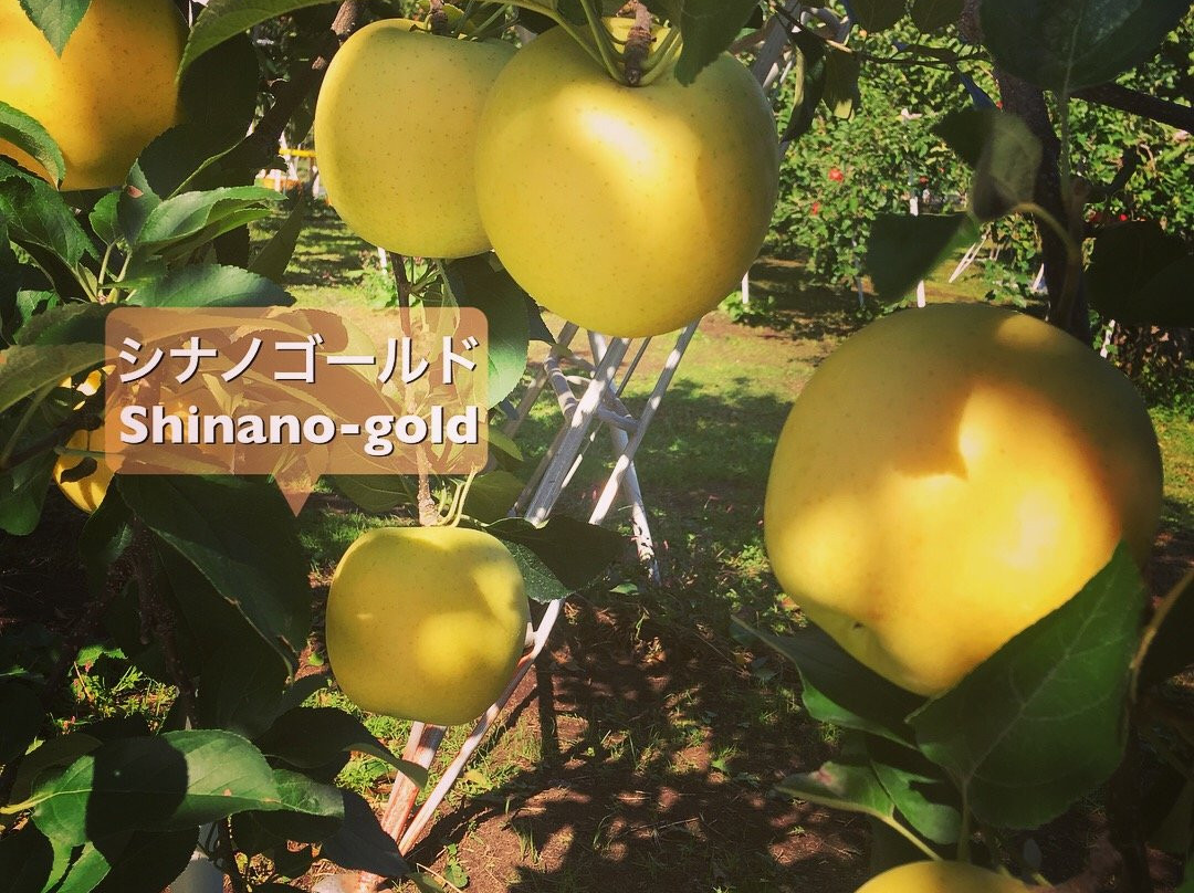 NTA farm fruits land! by Shiozakinoen景点图片