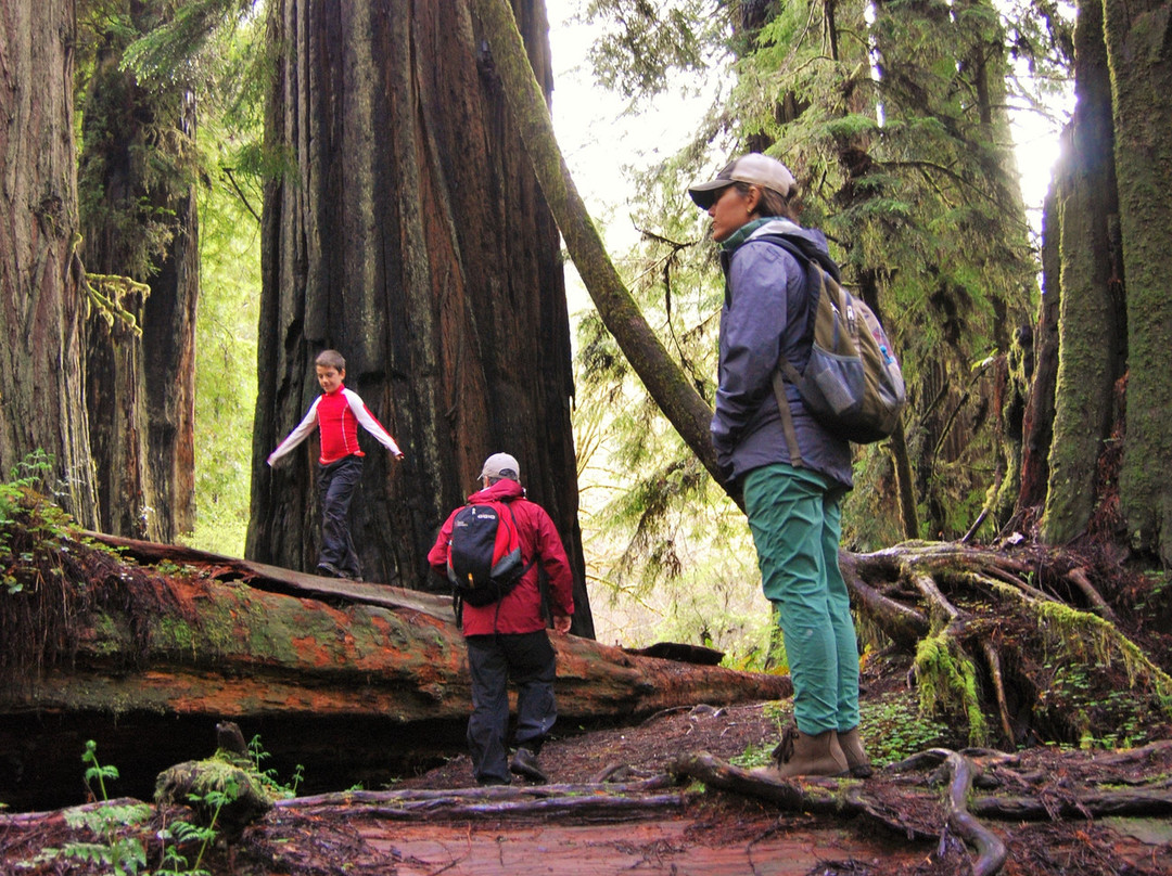 Redwood Adventures景点图片