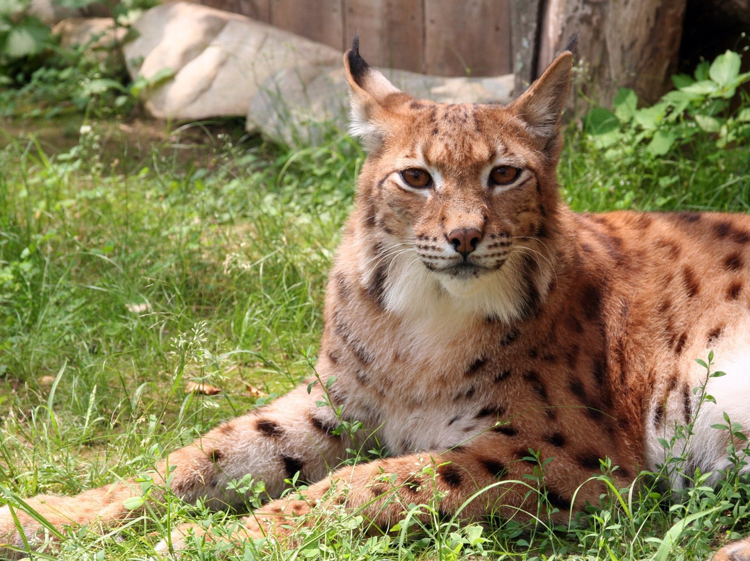 Animal Adventures Family Zoo & Rescue Center景点图片