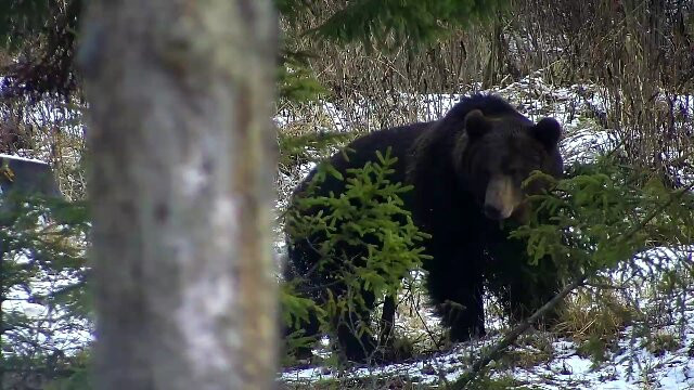 Observator De Ursi-Borzont必去景点