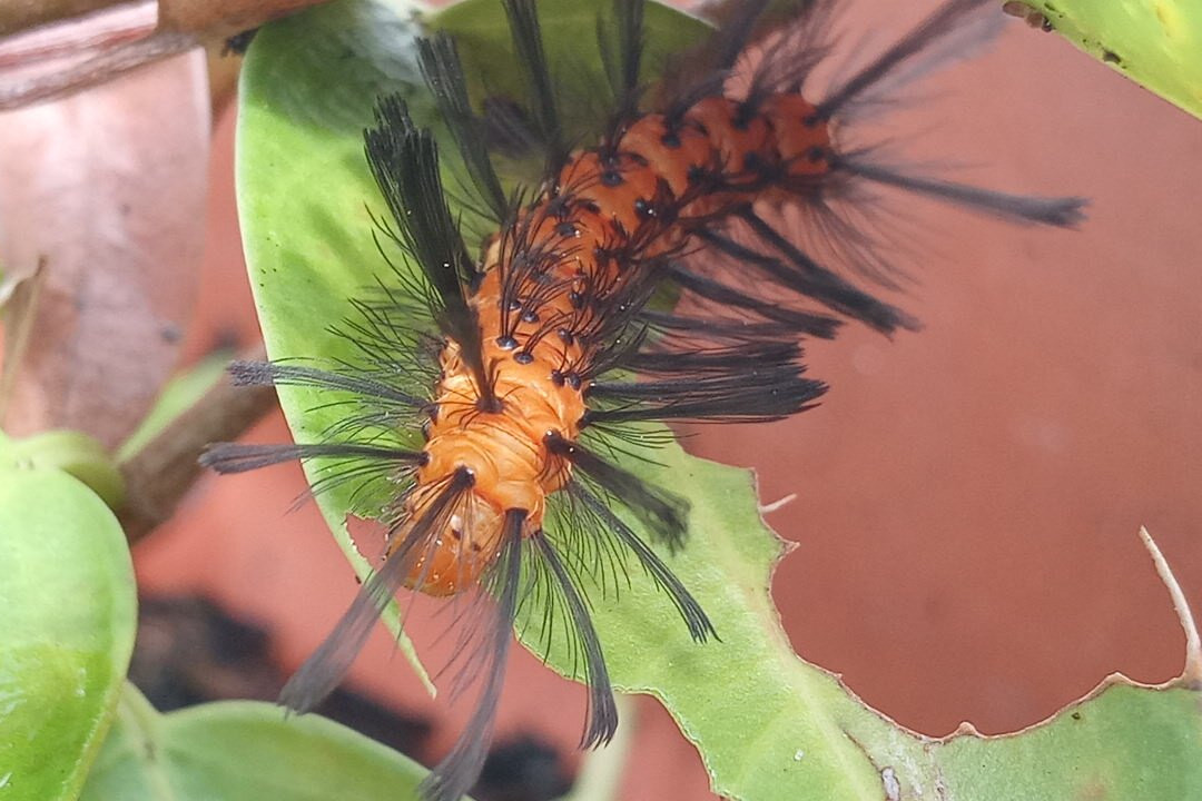 Extended Stay America - Suites Melbourne - Airport主图