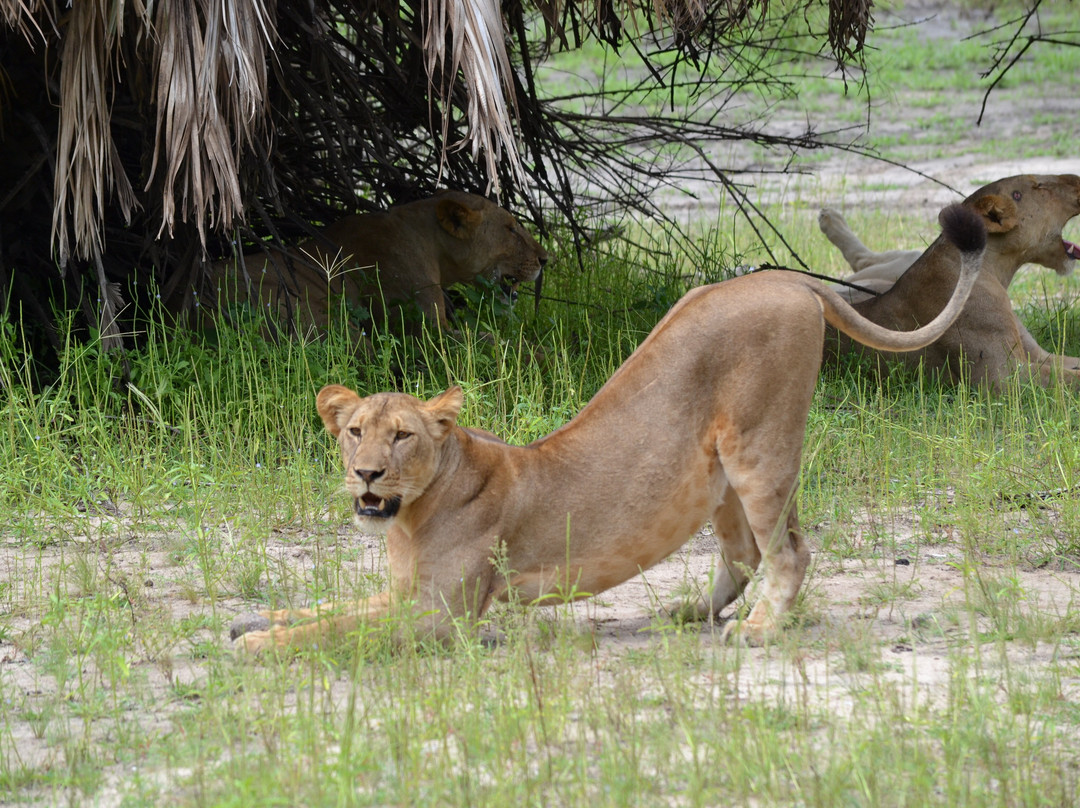 Wildness Safari  Tanzania-Dar es Salaam必去景点