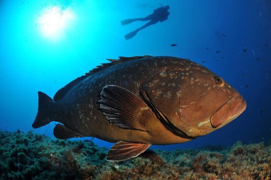 MENORCA BUCEO FORNELLS-Fornells必去景点