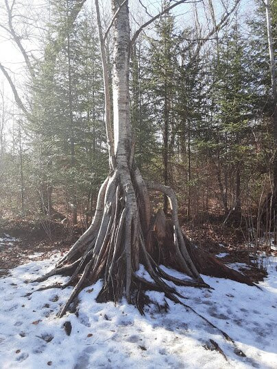 Kawishiwi Falls Trail-伊利必去景点
