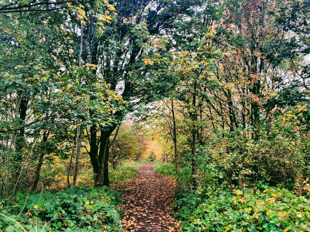 Wynyard Woodland Park-斯托克顿提斯必去景点