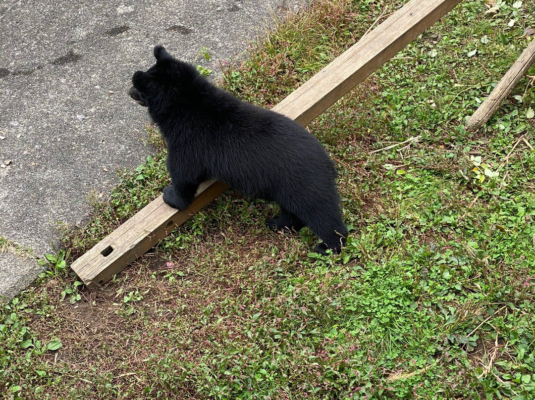 Kuma Kuma Farm景点图片