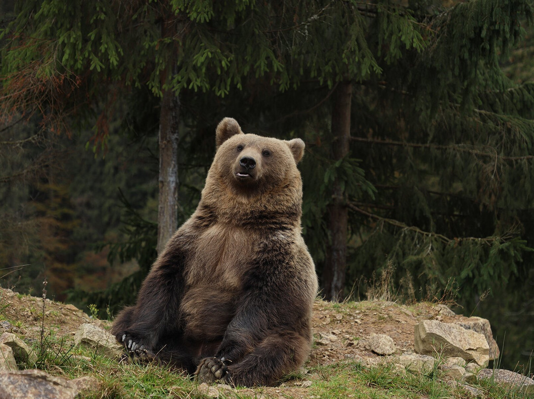Rehabilitation Center of the Brown Bear景点图片