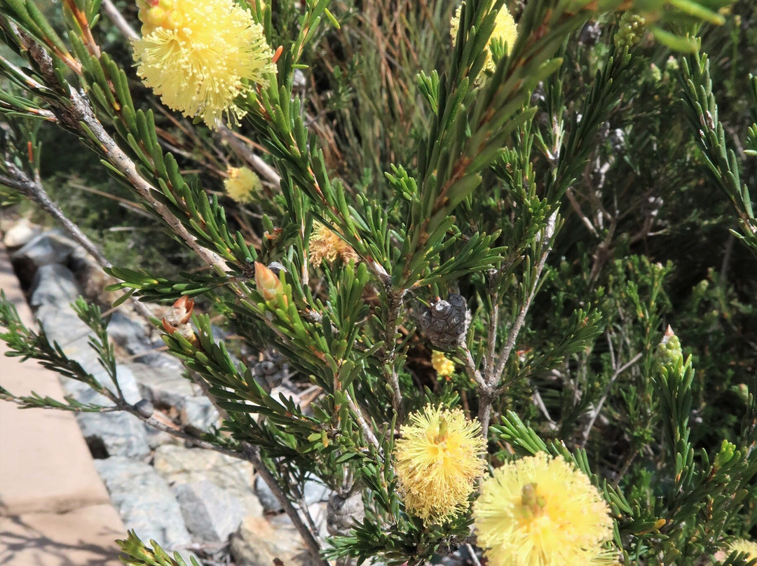Barrens Lookout-Hopetoun必去景点