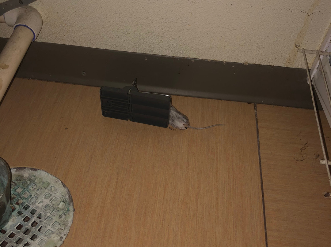 Hyatt Place Detroit / Utica主图