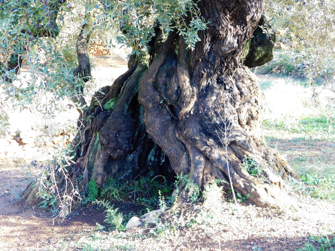Museu Natural Oliveres Mil·lenàries de l’Arión-Ulldecona必去景点