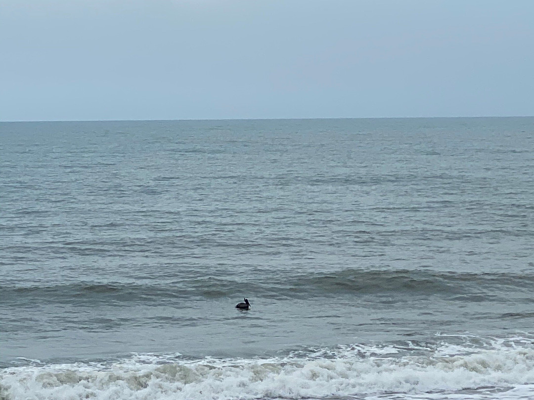 Bicentennial Beach Park景点图片