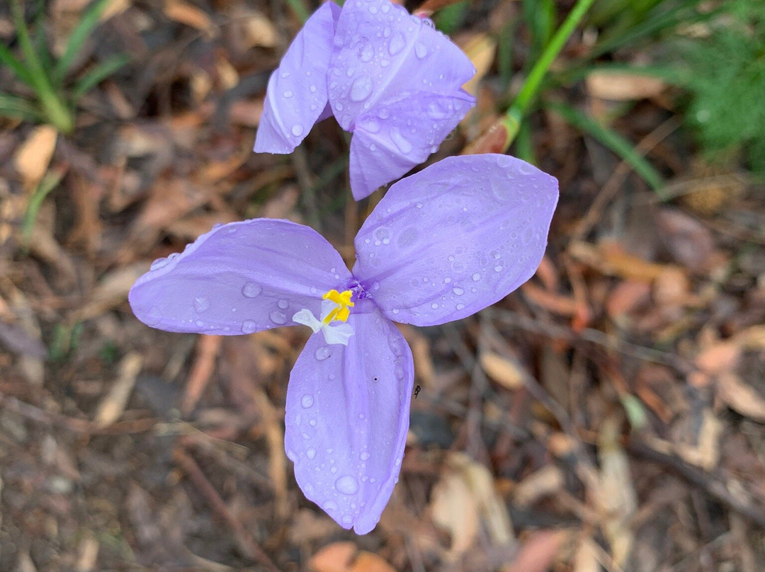 Ulladulla Wildflower Reserve景点图片