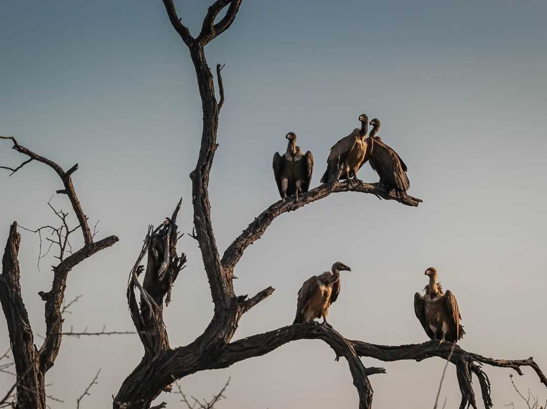 Osprey Tours & Shuttles景点图片