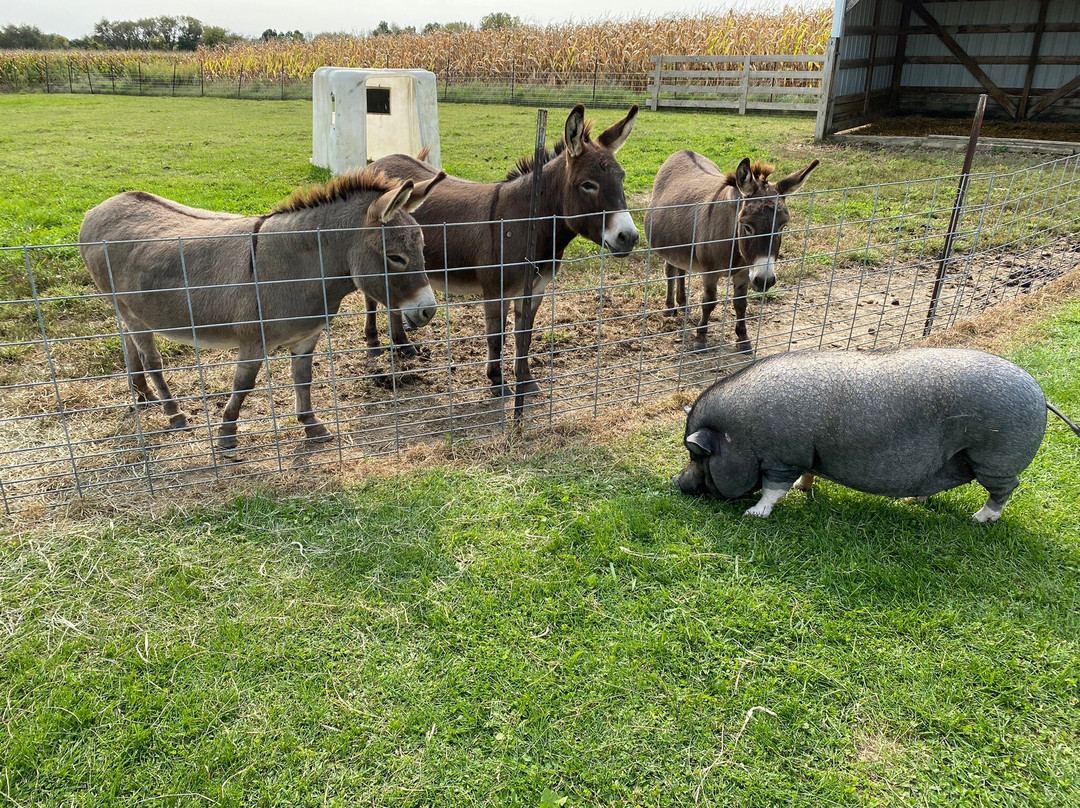 Hermanson Pumpkin Patch-Edgerton必去景点