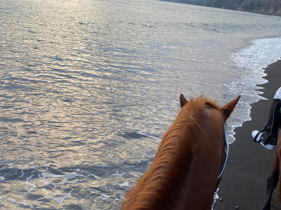 Efippos Horse Farm-维查德必去景点