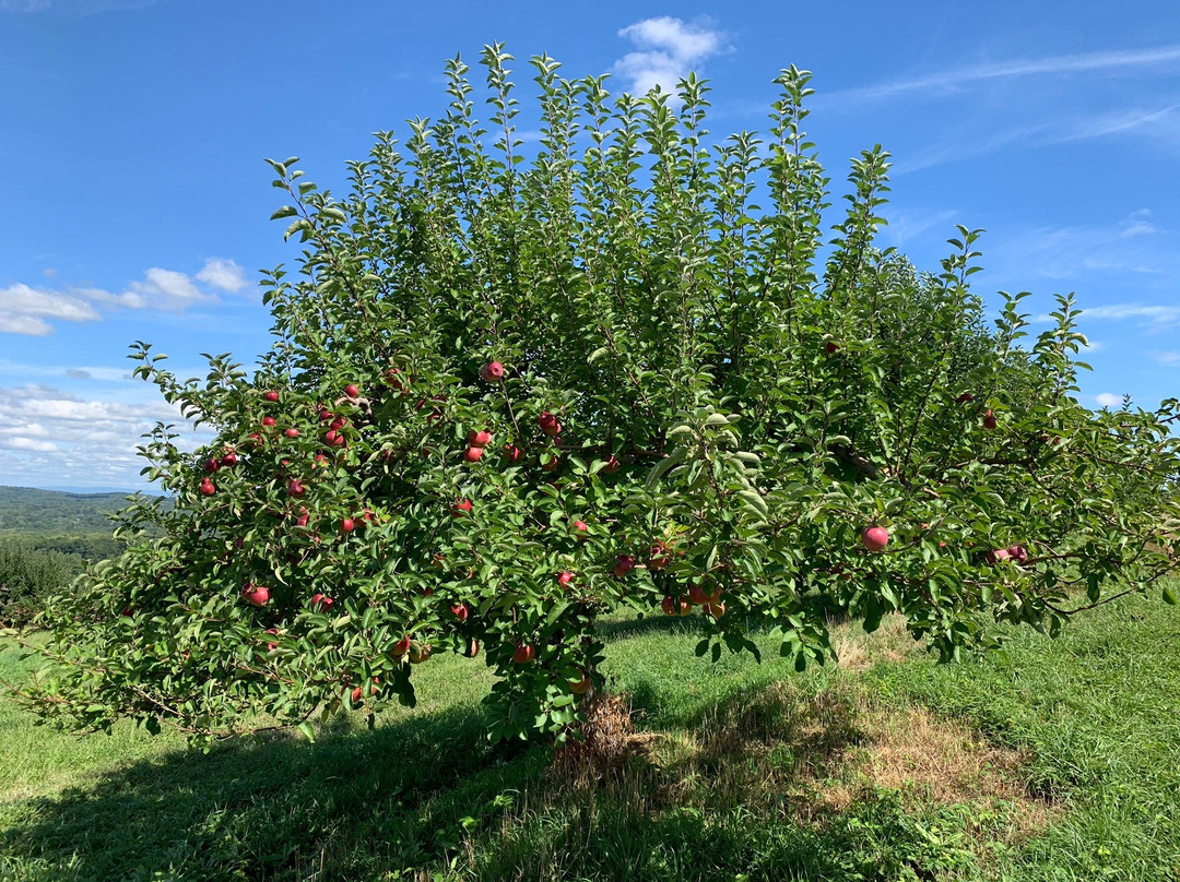 Masker Orchards景点图片