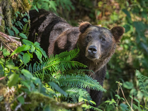 Klahoose Coastal Adventures