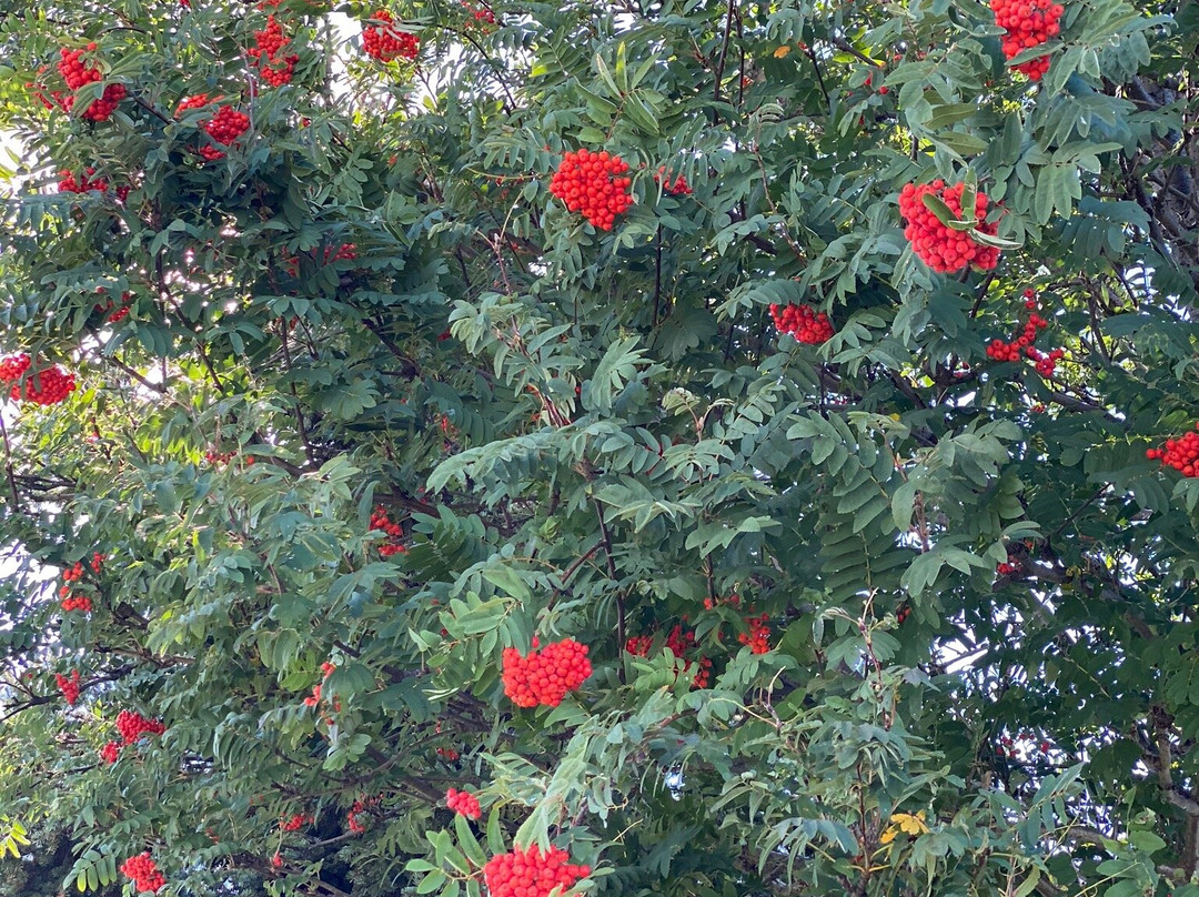 Sunset Point Park-科林伍德必去景点