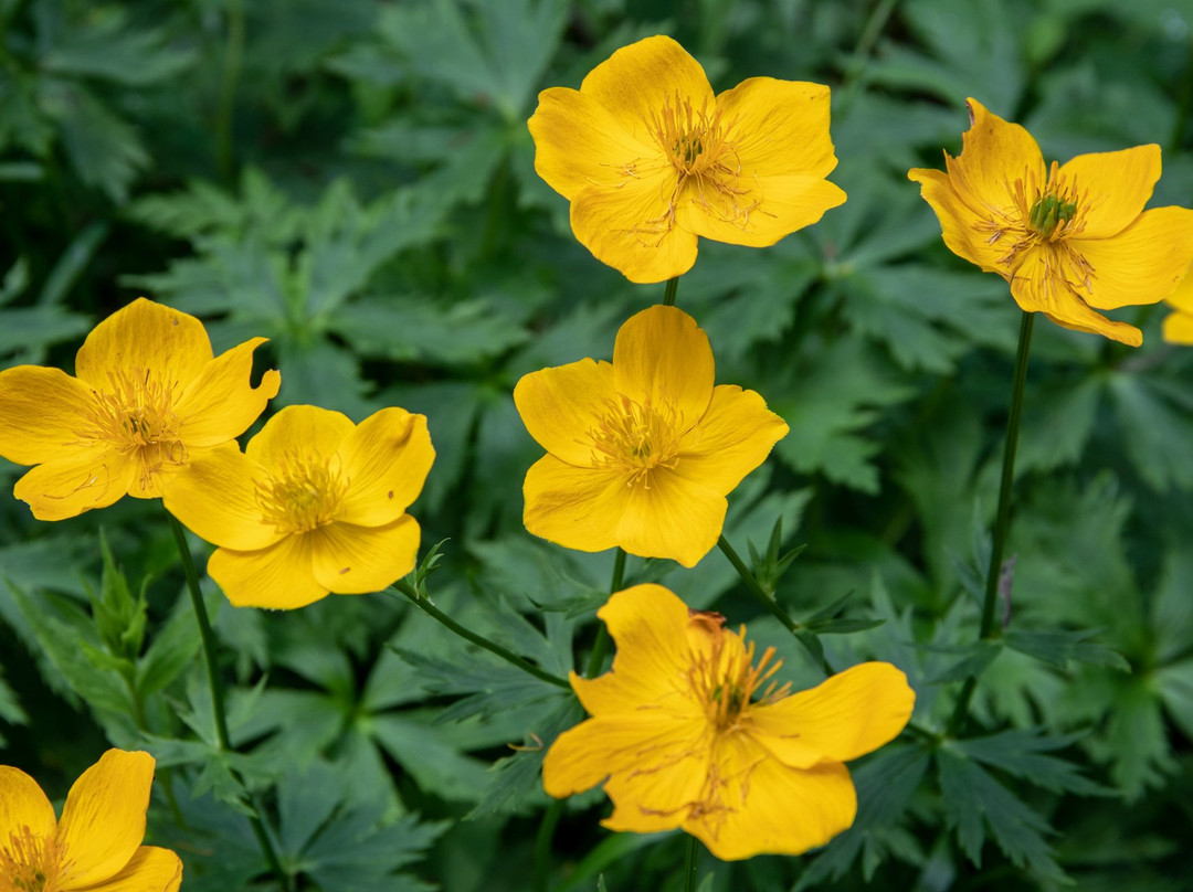 Kurodake-北海道必去景点