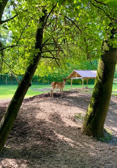 Elistvere Animal Park-Tabivere必去景点