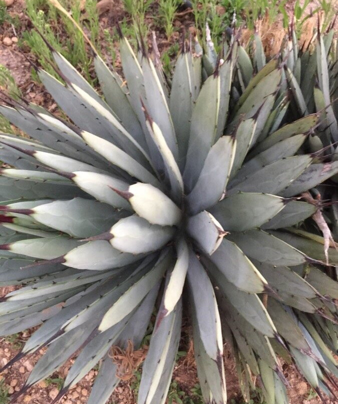 B&B Il Giardino Di Afrodite主图