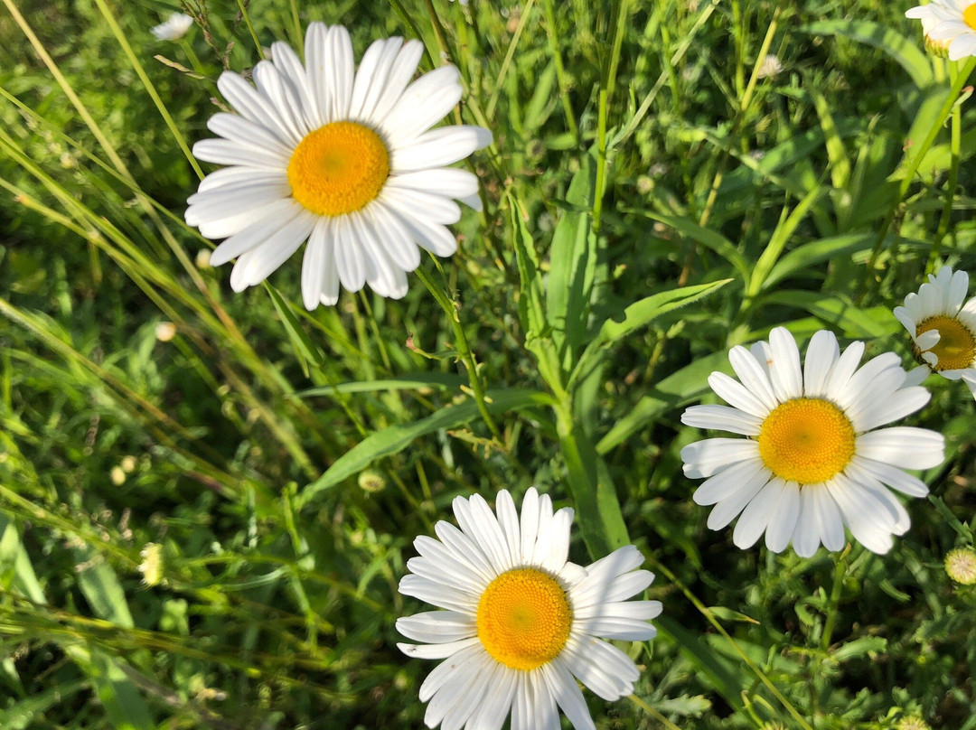 Shale Hollow Park-Lewis Center必去景点