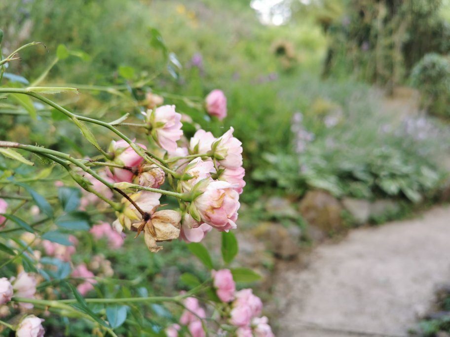 Jardin de Wiltz-Wiltz必去景点